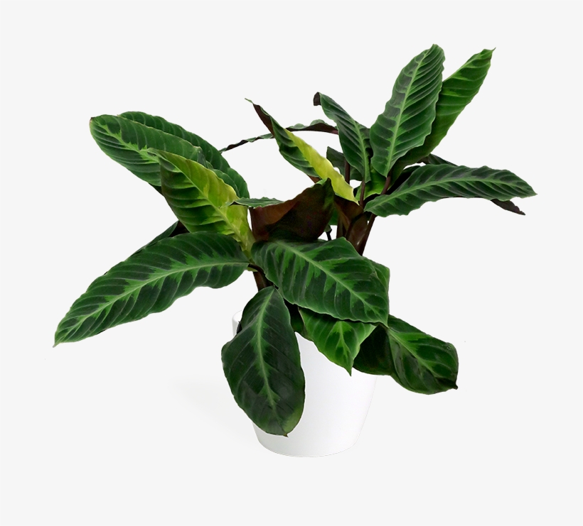 Calathea Jungle Velvet Large - Velvet Calathea, transparent png #9363330