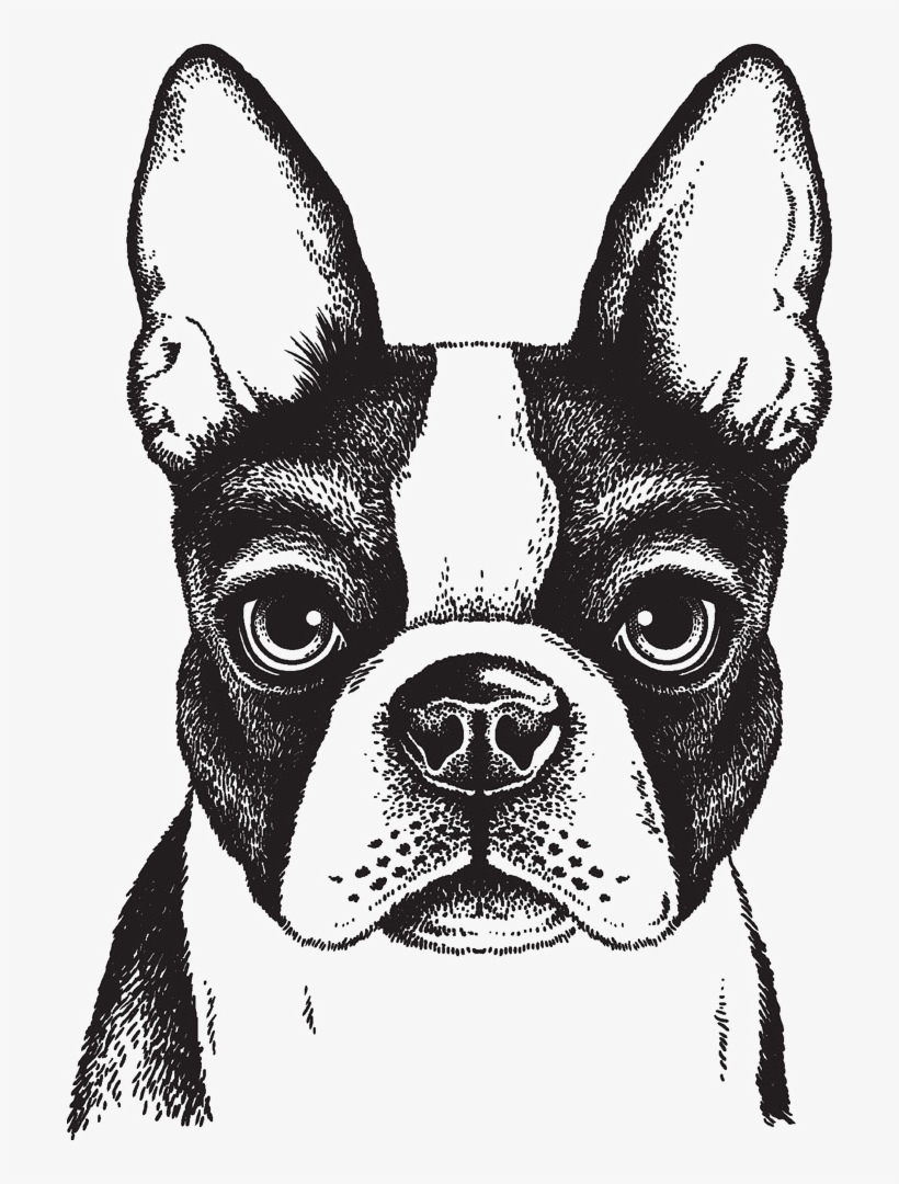 698 X 1000 5 - Boston Terrier Drawing Face, transparent png #9363767