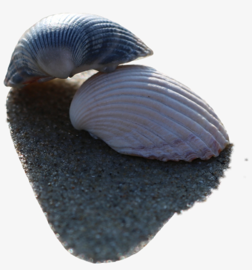 Shell, transparent png #9365194