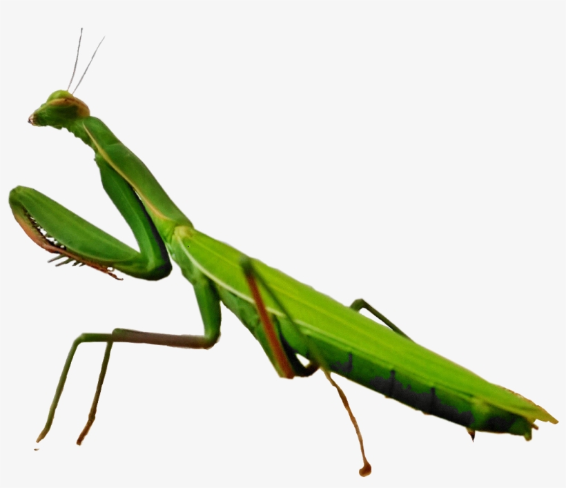 #scinsects #insects #mantis #mantisreligiosa #freetoedit - Mantidae, transparent png #9366901