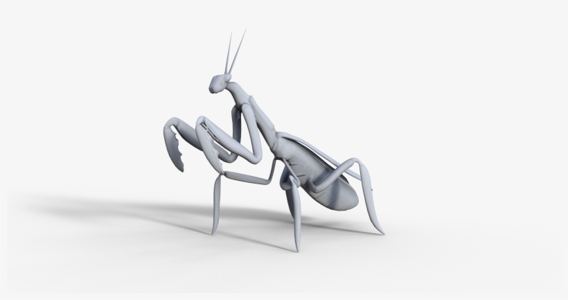 Mantis Wip - Mantidae, transparent png #9366936