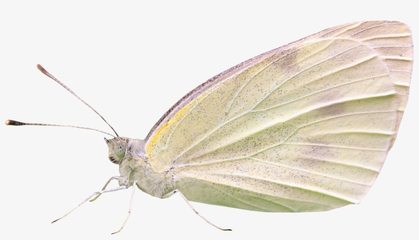 Green-veined White, transparent png #9368034