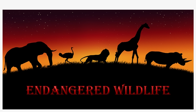 Vaquita - Wallpaper, transparent png #9370137