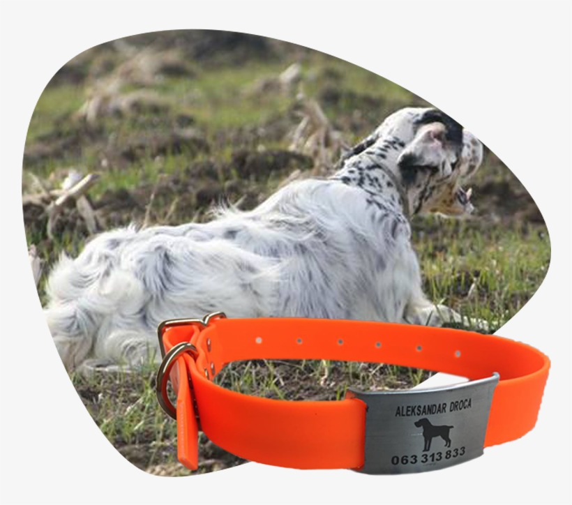 Unique Collar For A Unique Dog - Dog Catches Something, transparent png #9373134
