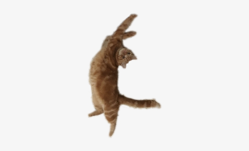 Cat Yawns, transparent png #9374699