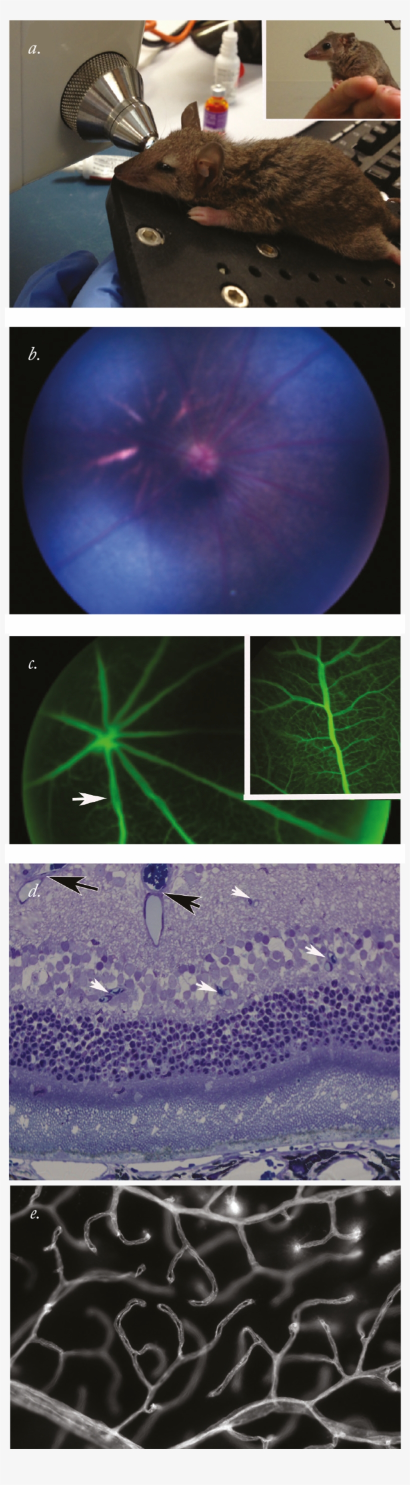 A Lesson From The Eye Of Marsupials - Laser, transparent png #9375101