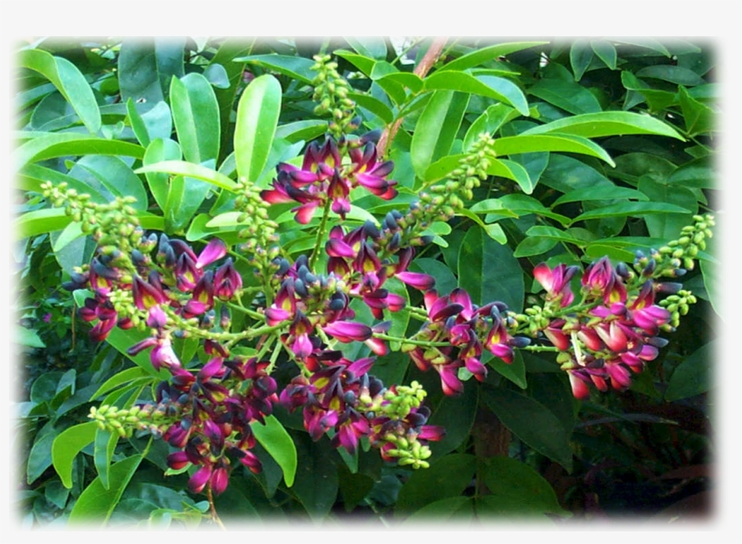 Wisteria "pinot Noir" Millettia Taiwanensis - Fruit, transparent png #9375808