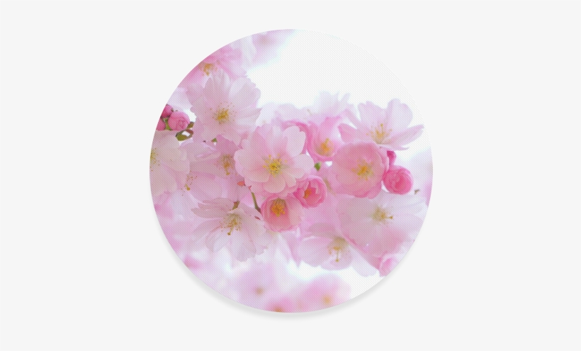 Cherry Blossom, transparent png #9376257
