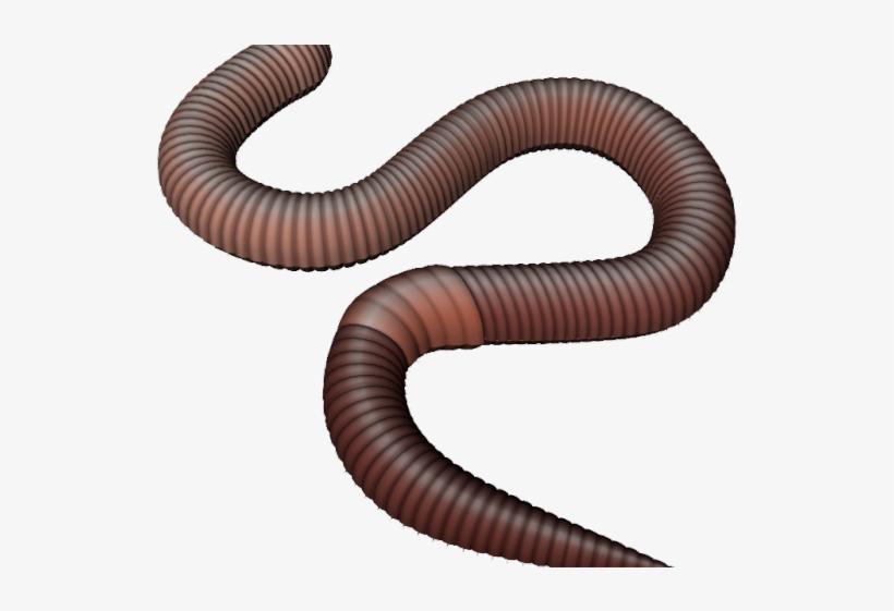 Worms Png Transparent Images - Earth Worms Png, transparent png #9376788