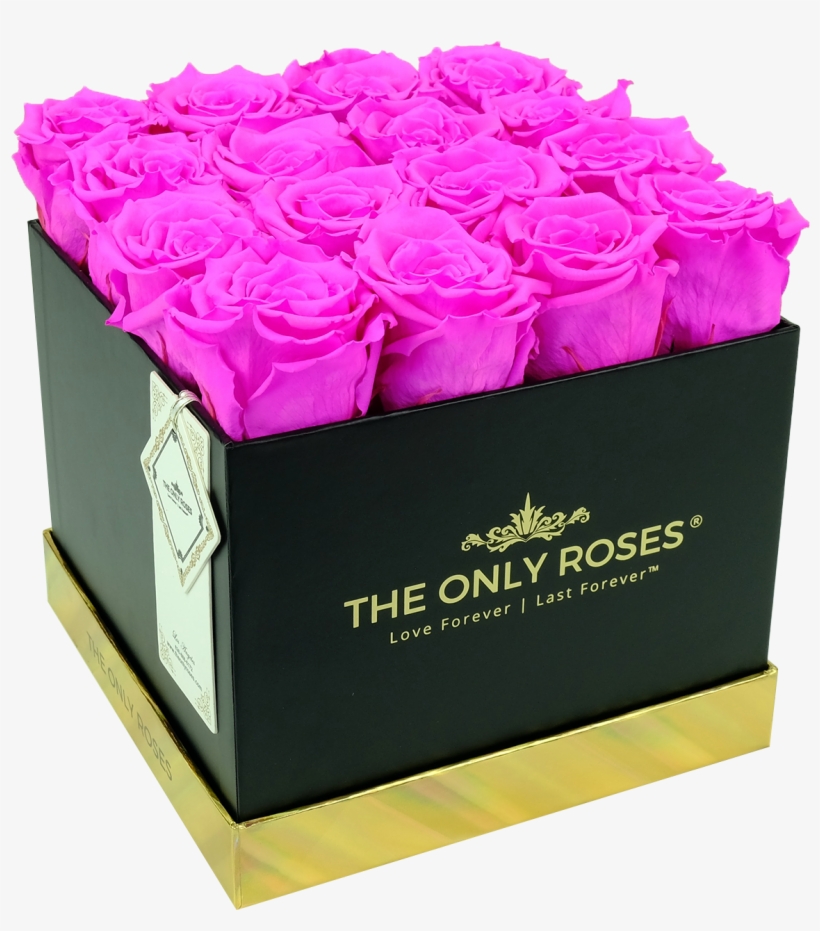 Hot Pink Preserved Roses - Rose, transparent png #9377308