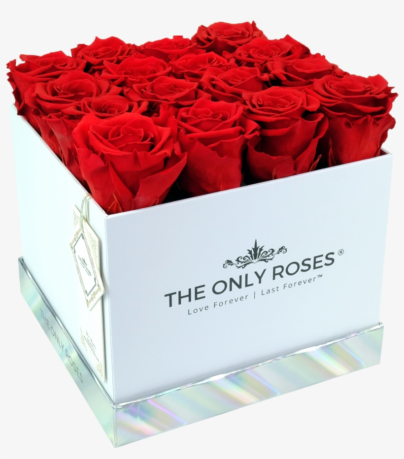 Red Preserved Roses - Garden Roses, transparent png #9377323
