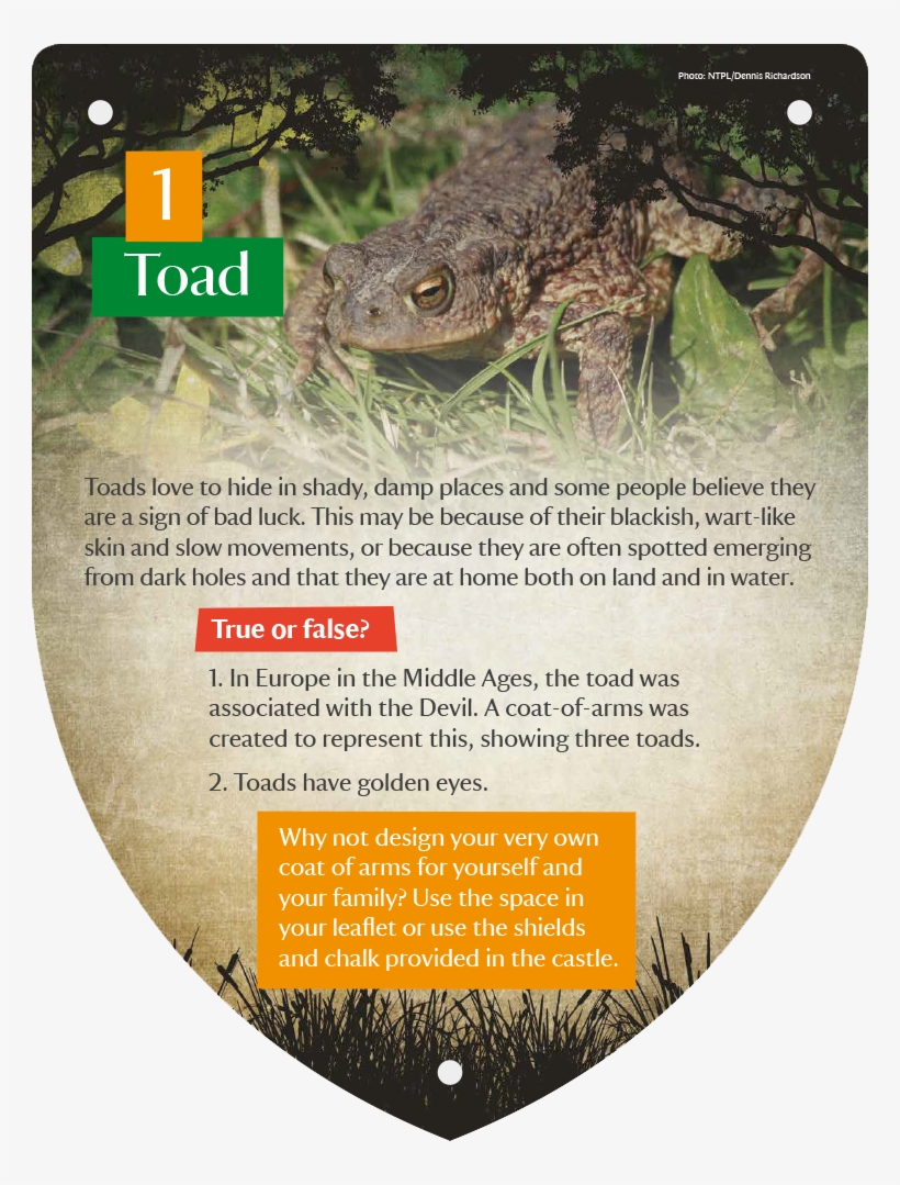 0 - Green Iguana, transparent png #9377670