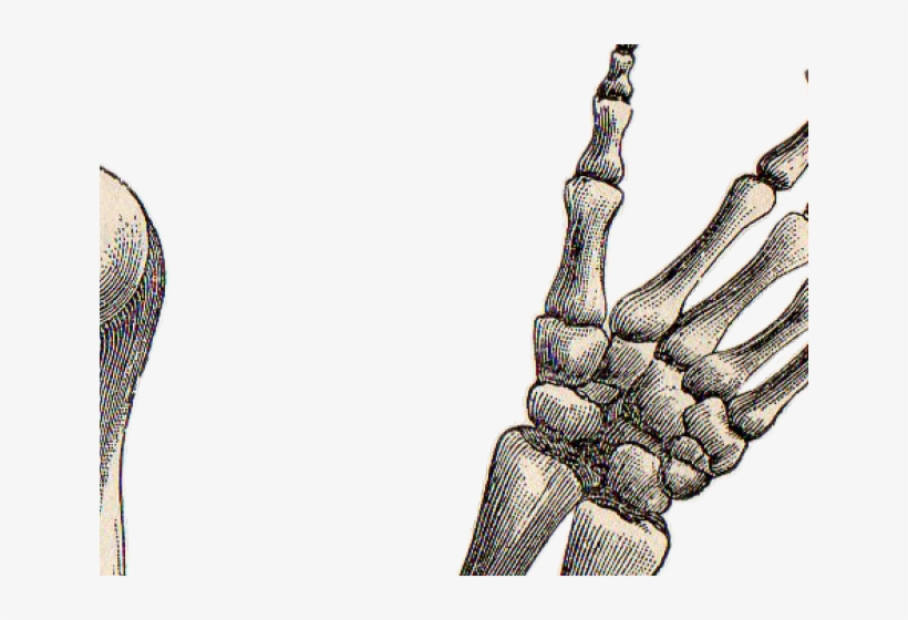 Drawn Hand Gesture Skeleton Hand - Easy Skeleton Arms Drawing, transparent png #9382321