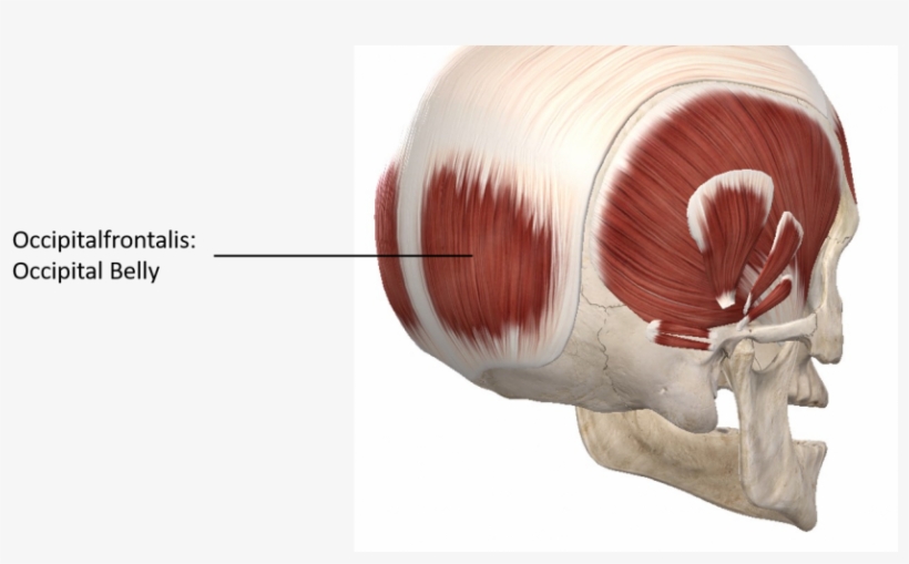 Posterior Lateral View Of The Skull - Posterior Skull Muscles Anatomy, transparent png #9383929