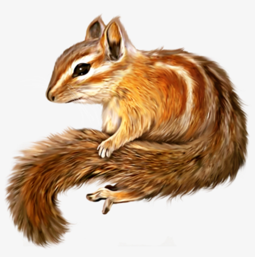 Ftestickers Sticker - Drawn Squirrel Png, transparent png #9385094