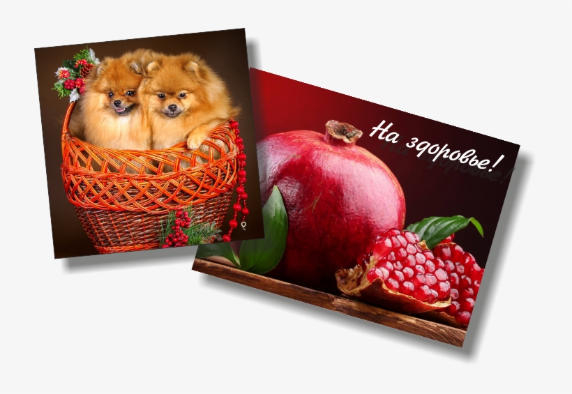 Магниты - Pomeranian, transparent png #9385913