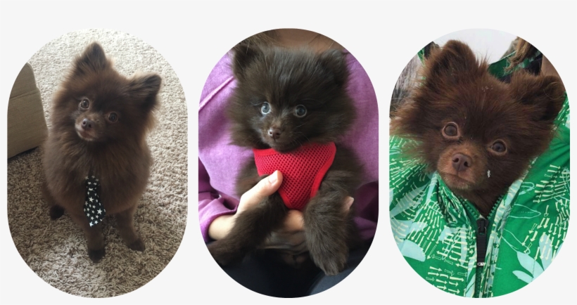 Picmonkey Collage-4 - German Spitz Klein, transparent png #9385921