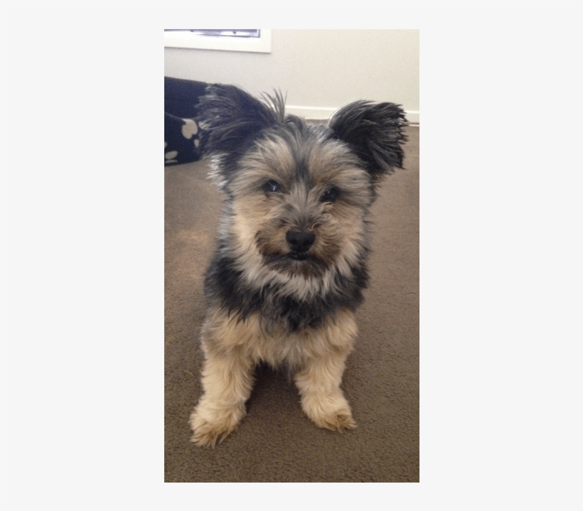 Donate To Petrescue - Yorkipoo, transparent png #9386027