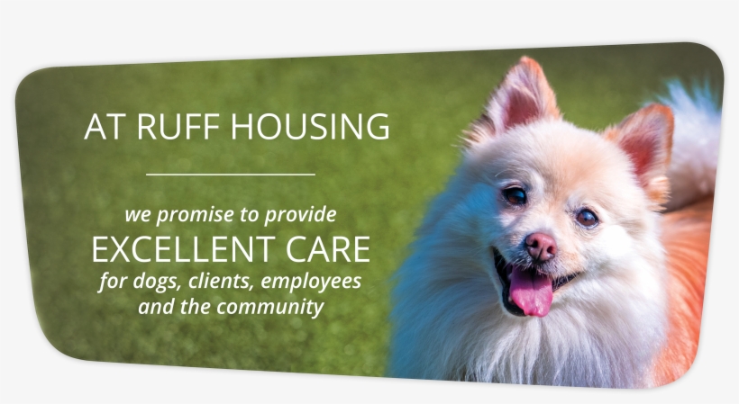 Smalldog About - German Spitz Mittel, transparent png #9386062