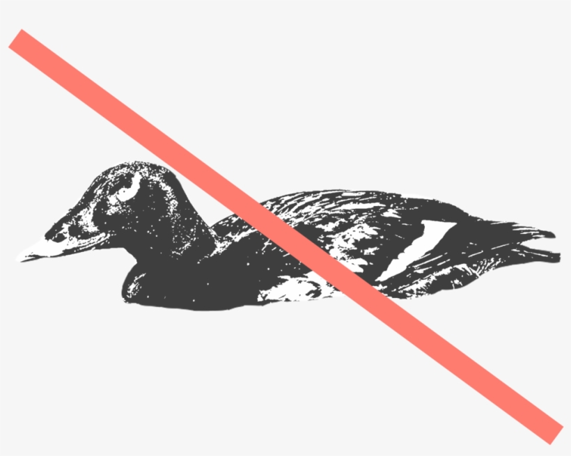 White Wing - Illustration, transparent png #9386737