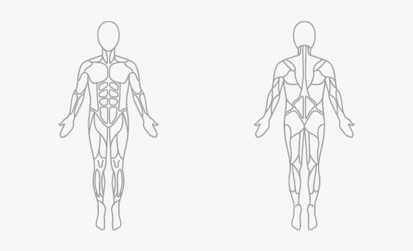 Drawn Anatomy Bicep Anatomy - Surya Namaskar Muscles Worked, transparent png #9389639