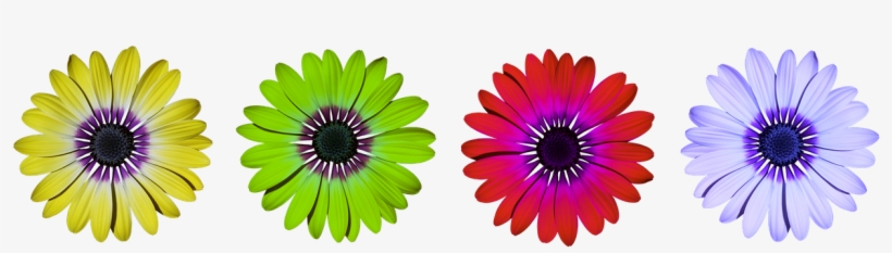 Blossom,orange Blossom,purple Flower - Outsourcing Areas De Aplicacion, transparent png #9390745