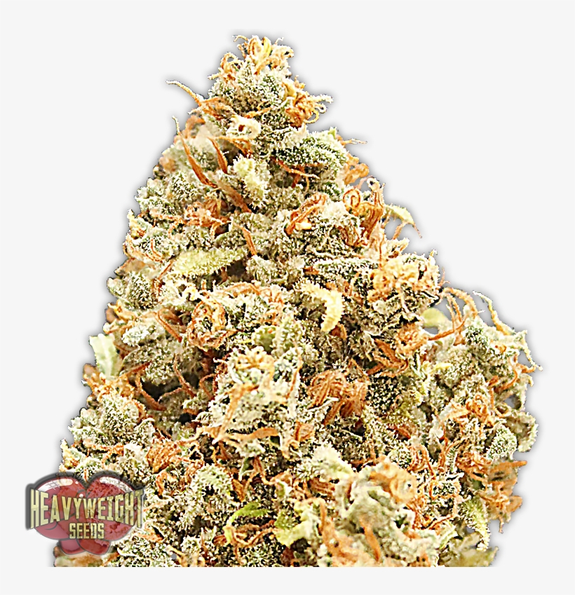 Monster Profit - Heavyweight Monster Profit, transparent png #9391390