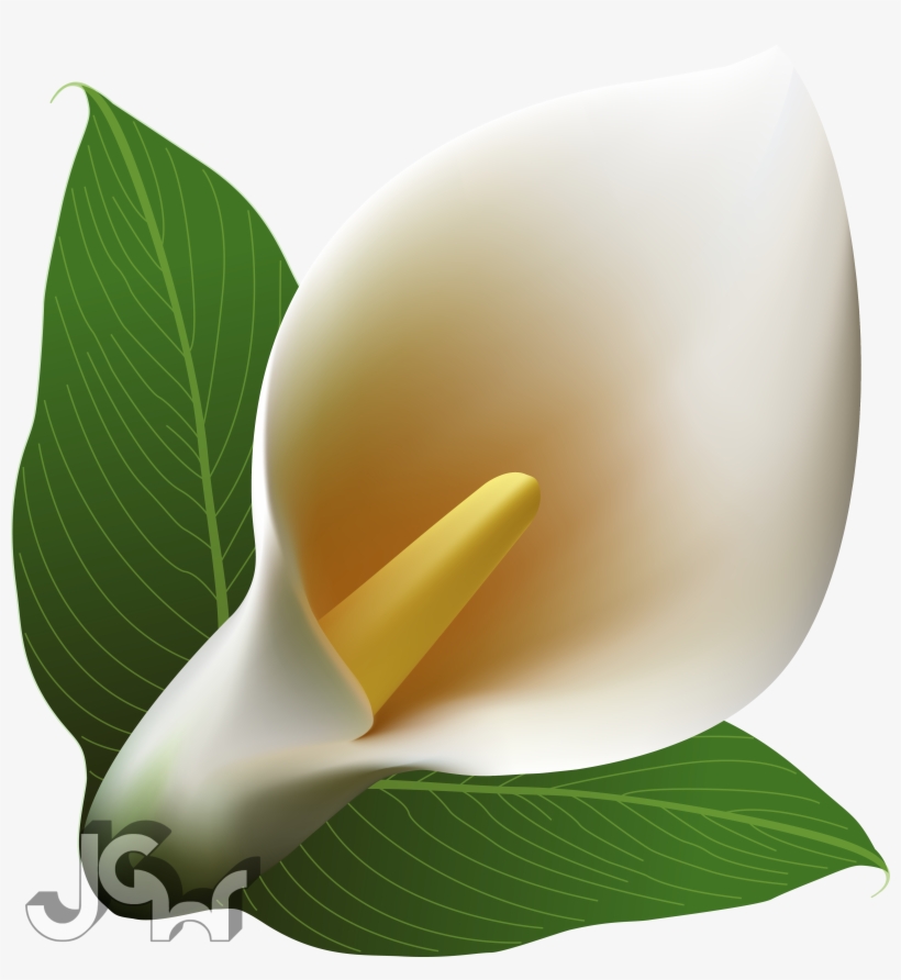 Calla Lilies - Arum, transparent png #9392375