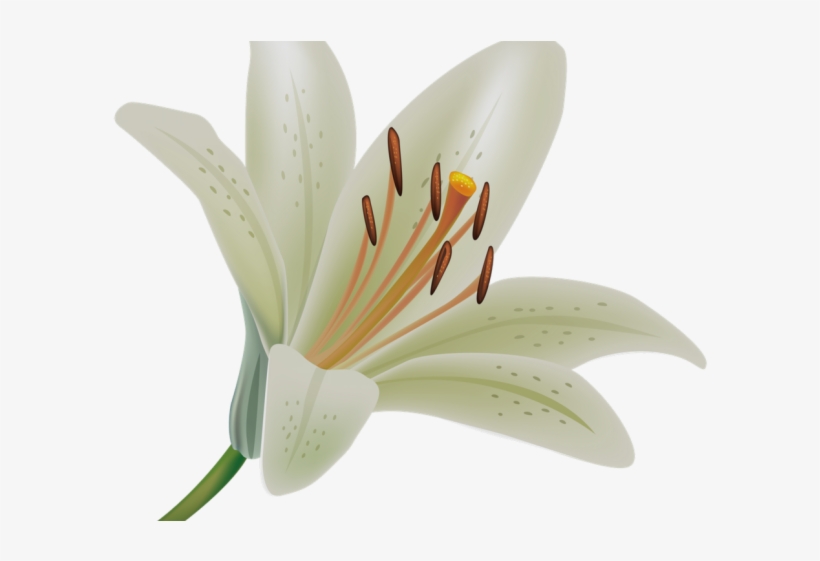 Calla Lily Clipart Potluck - Transparent A Lily Png, transparent png #9392383