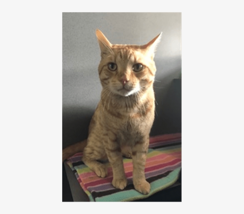 Photo Of Castiel - Domestic Short-haired Cat, transparent png #9395410