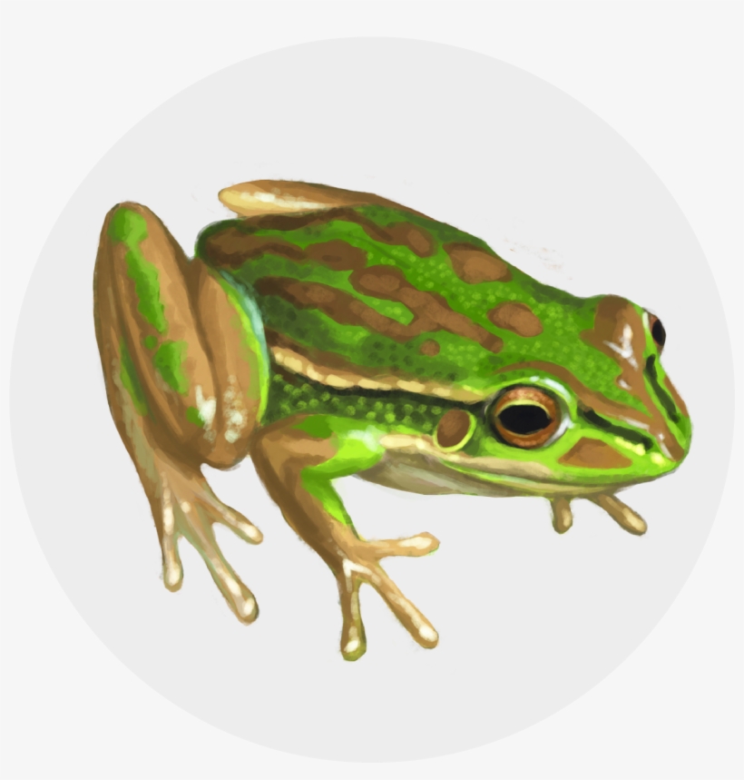 Rainbow Frog Png, transparent png #9397835