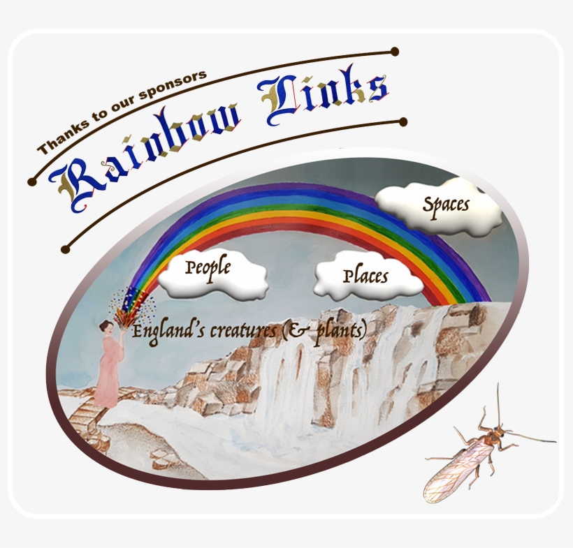 Our Rainbow Links Section Is All About Connectivity - Net-winged Insects, transparent png #9397885