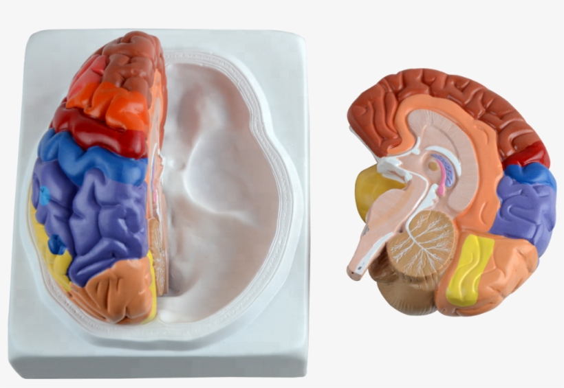Plastic Human Brain With Different Function Area - Brain, transparent png #9399065