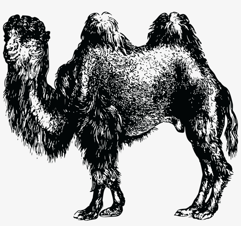 , , - Bactrian Camel, transparent png #940109