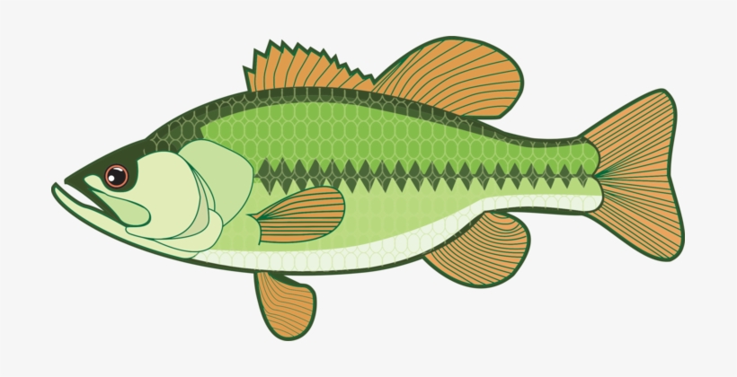 Largemouth Bass White Bass Smallmouth Bass Bass Fishing - Largemouth Bass Clipart, transparent png #940327