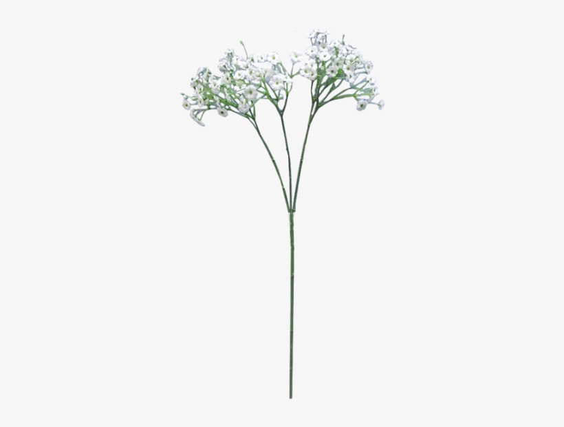 Baby Breath Flower Png Clip Free - Baby's Breath Flower Transparent, transparent png #941269