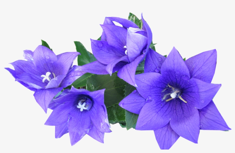 Blue, Flower, Cut, Out - Cut Out Flowers Png, transparent png #941343