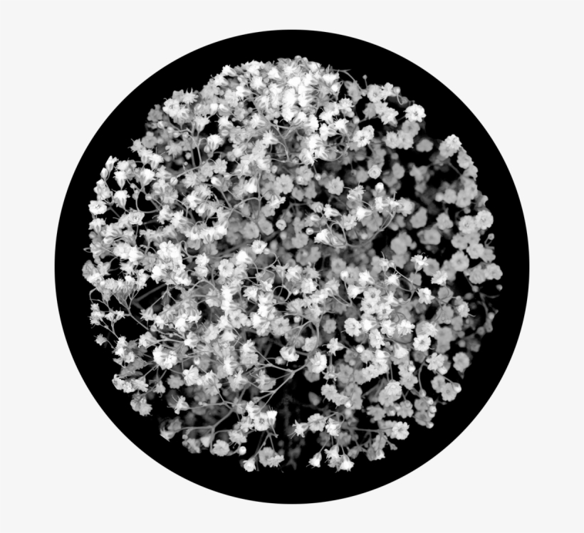 Baby's Breath Breakup - Apollo Baby's Breath Breakup Glass Gobo Sr-0077, transparent png #941499