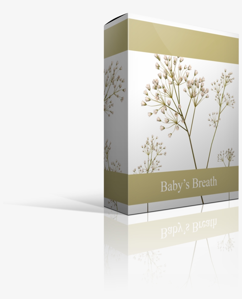 Baby's-breath, transparent png #941677