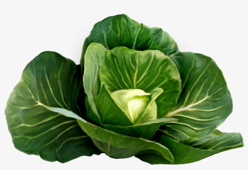 Image Free Library Cabbage Picture Fruits Vegetables - Cabbage, transparent png #942208