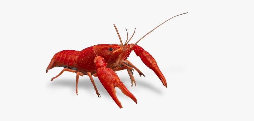 Crayfish Clip Art At Clker Png - Homarus, transparent png #942209