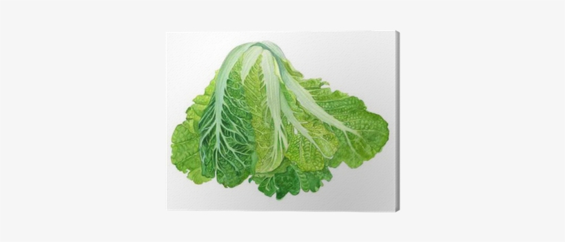 Chinese Cabbage In Watercolor - Vegetable, transparent png #942234