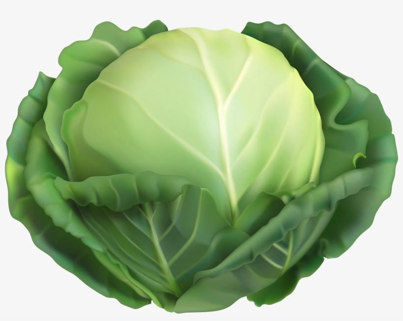 Cabbage Png, transparent png #942236