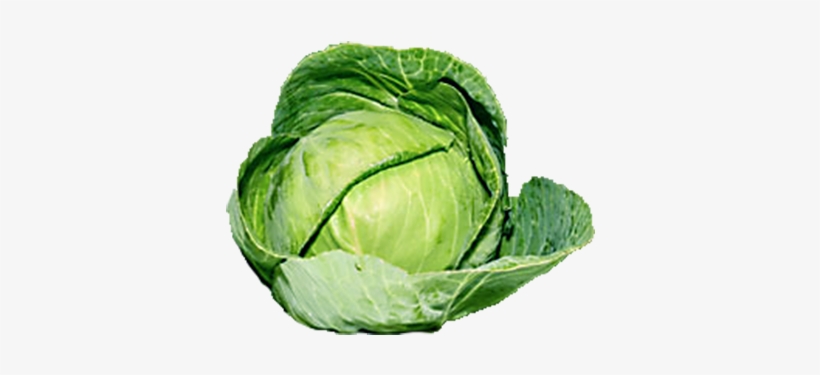 Organic Green Cabbage Png - Green Cabbage Png, transparent png #942573