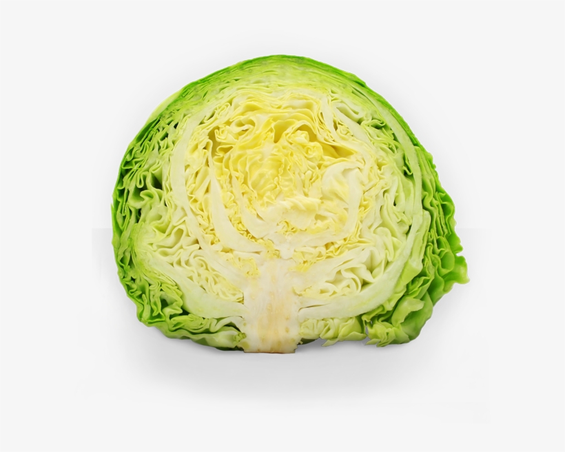 Lettuce Clipart Sauerkraut - Cabbage, transparent png #942731
