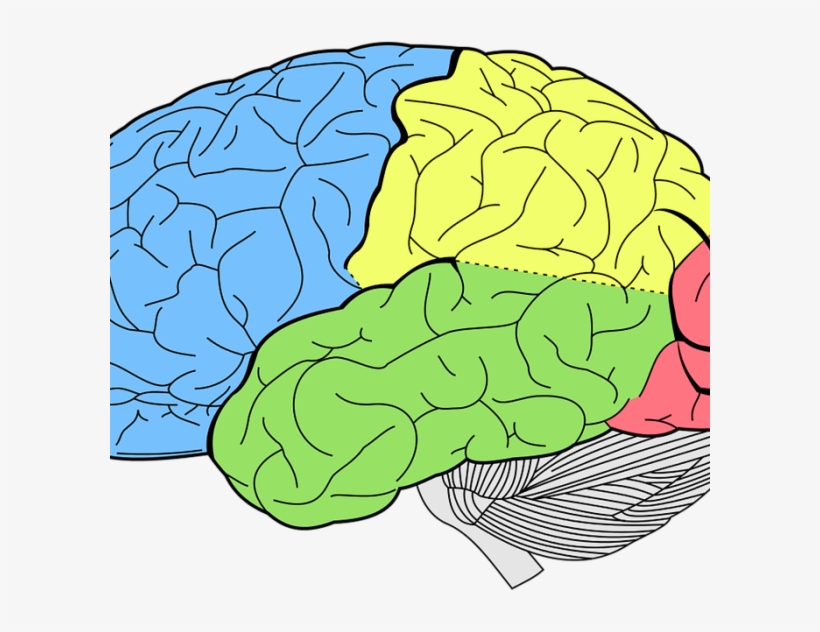 Brain-600x600 - Human Brain Lobes Diagram, transparent png #942733