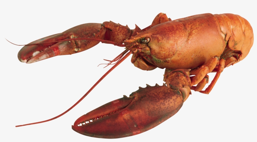 Crayfish Clipart Transparent - Lobster Transparent, transparent png #942952