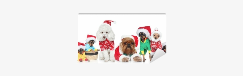Group Of Purebred Dogs In Christmas Hats Wall Mural - Griffon Bruxellois In Santa Hat Griffon Bruxellois, transparent png #943159