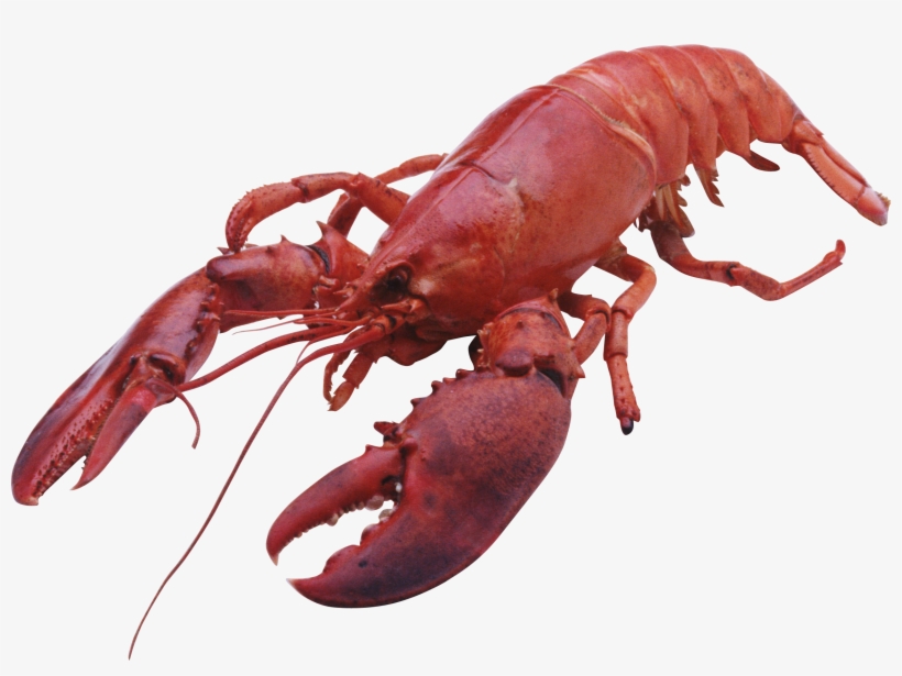 Lobster Png - Products Of Maine, transparent png #943297