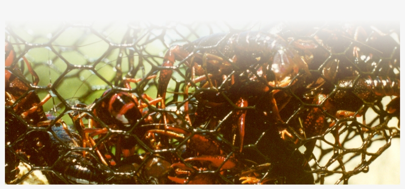 Macro Photography, transparent png #943417